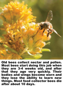 7-5-12-Old-Bees-revised