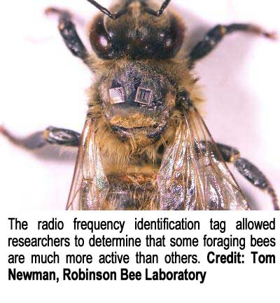 ABJ-Extra_July23-2014-bee-with-text
