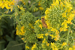 A honey bee foraging on rapini flowers. Photo by Gloria Degrandi-Hoffman.
