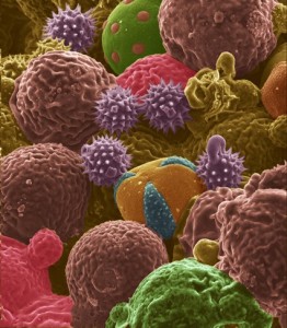 This scanning electron microscope image shows bee pollen studied for potential use as electrodes for lithium-ion batteries. Color was added to the original black-and-white image. (Purdue University image/ Jialiang Tang)