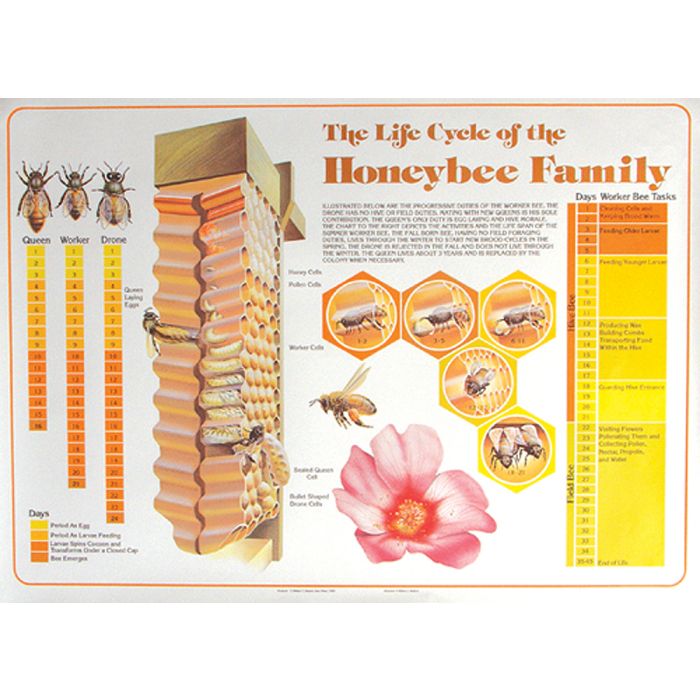 II. Benefits of Beekeeping