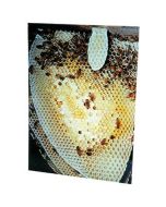 Dadant Honey Bee Study Prints