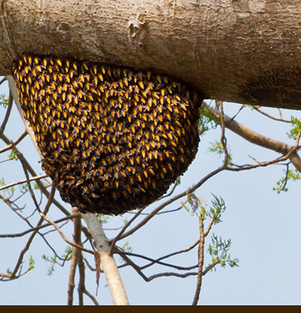 Need bees?  Get your swarm capture products today!