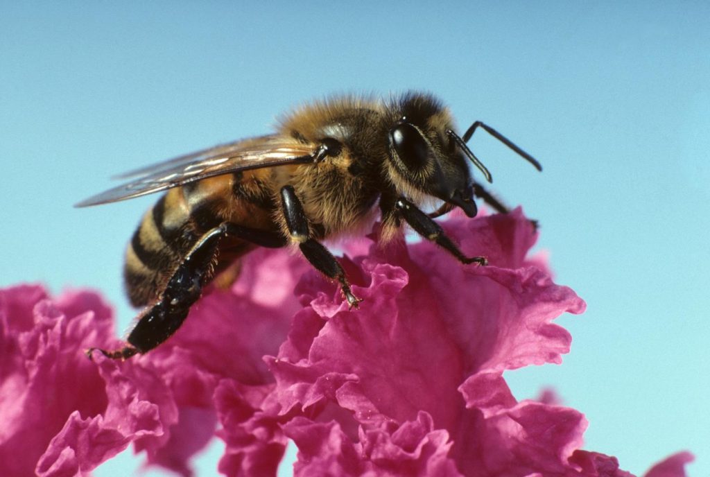 In general, honey bee health has been declining since the 1980s, with the introduction of new pathogens and pests. Credit: Photo by Rob Flynn.  