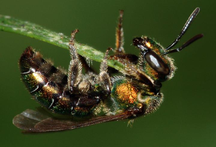 This is a sweat bee called Agapostemon virescens, which was one of the most abundant pollinators found in corn and soybean fields in Iowa. Surprisingly, honey bees only accounted for 0.5 percent of the pollinators found. Credit: Susan Ellis, Bugwood.org
