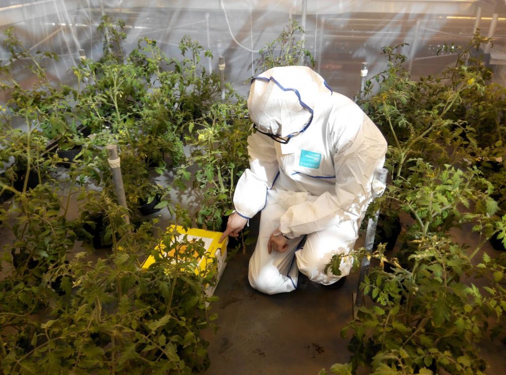 Researcher Dr Alex Murphy releasing bumblebees in the 'flight area' of the glasshouse in the Cambridge University Botanic Gardens, surrounded by tomato plants -- some infected with Cucumber Mosaic Virus, and some that are healthy. Credit: John Carr