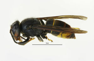 Photograph of the Asian hornet identified in Gloucestershire