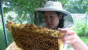 Judy Wu-Smart, an entomologist at the University of Nebraska-Lincoln, has published new research suggesting that a popular class of nicotine-based insecticides have substantial effects on honey bee colonies. Credit: Scott Schrage, University of Nebraska