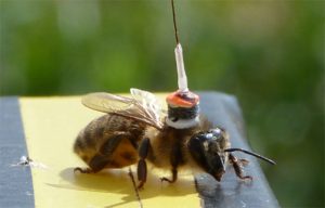 Honeybee with radar transponder. Credit: S. Wolf 