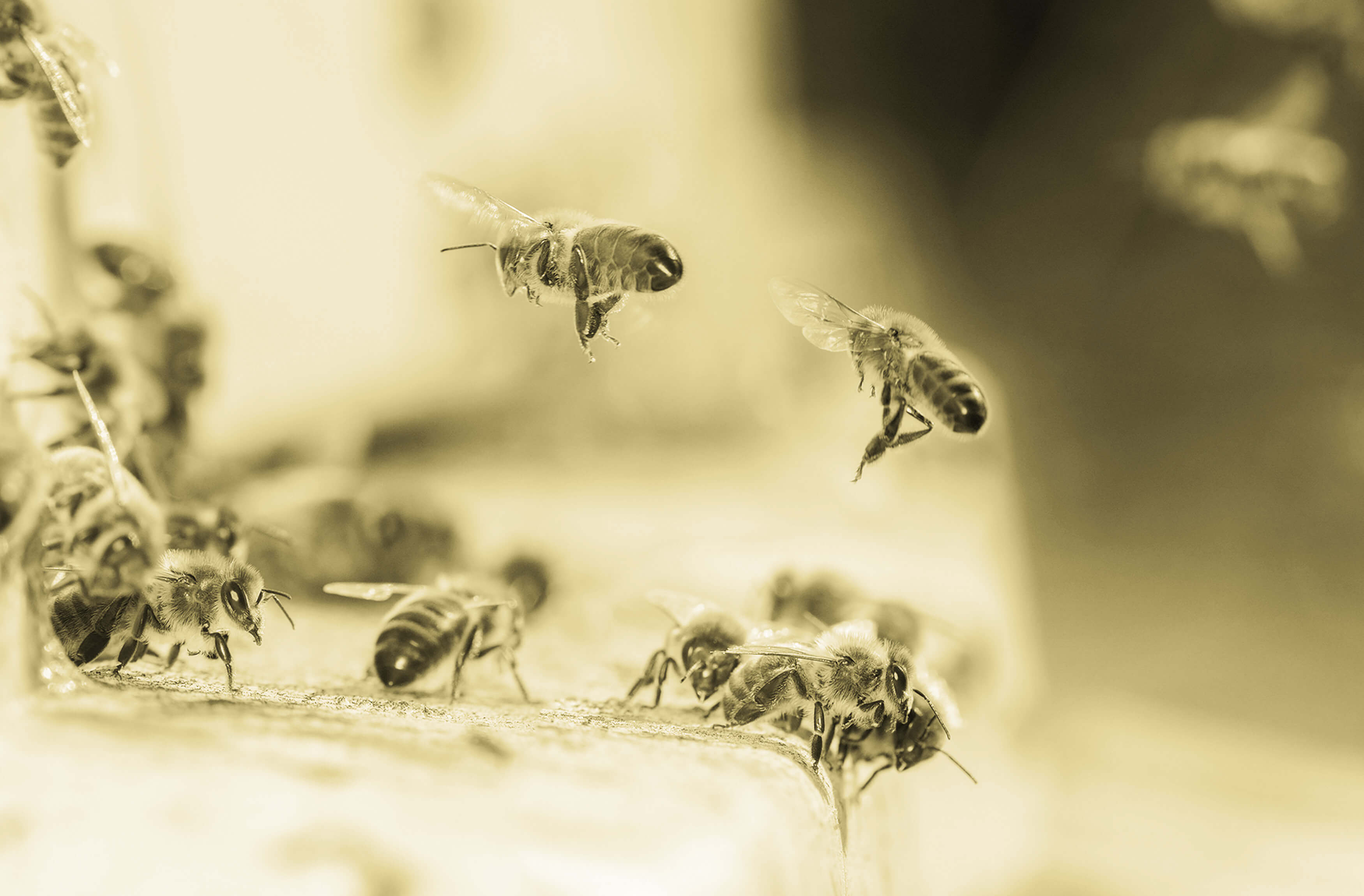 https://www.dadant.com/wp-content/uploads/2016/12/dadant-beekeeping-supplies-equipment-honeybees.jpg