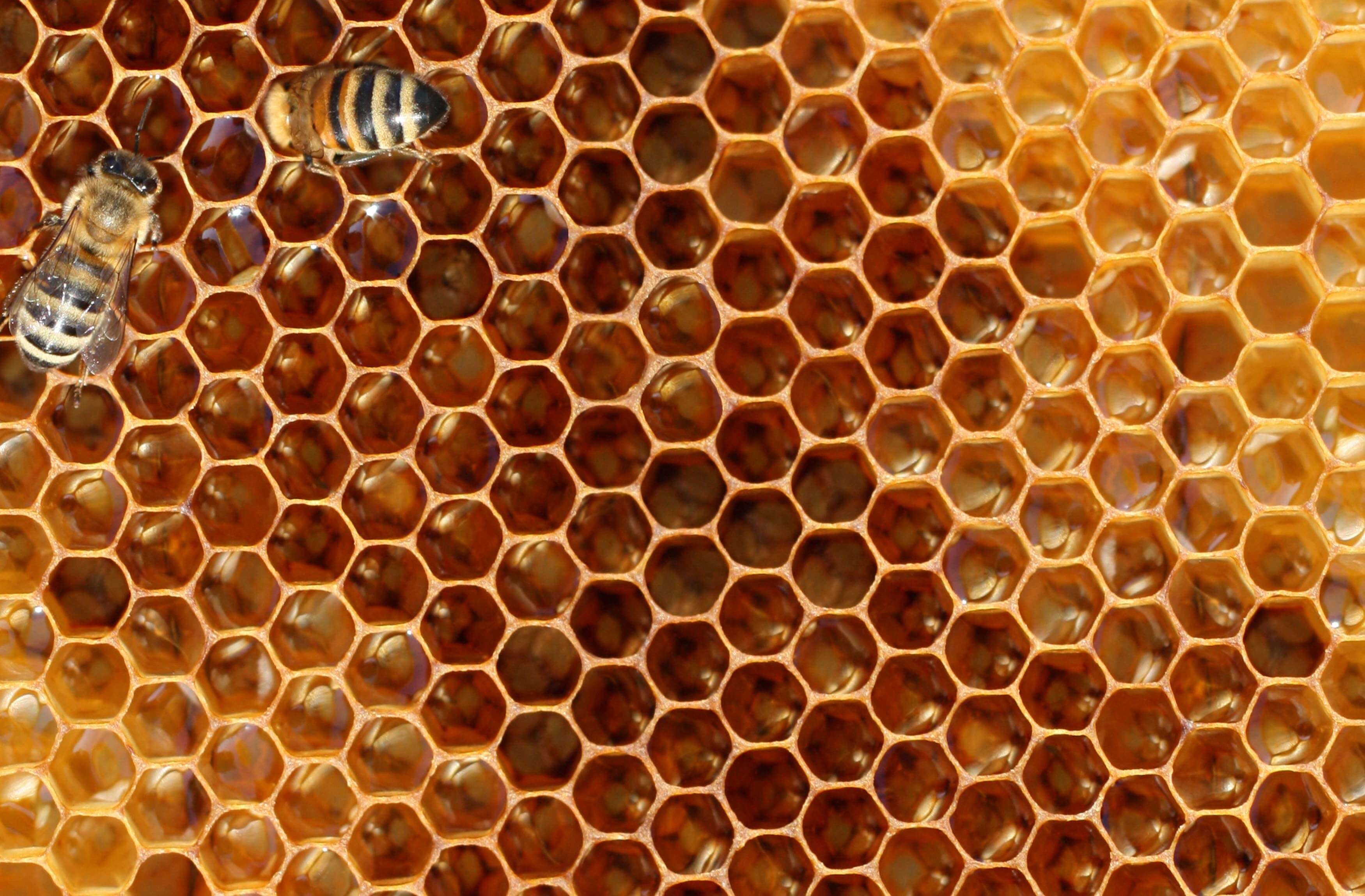 Вид сот. L386 сом медовые соты. Соты пчелиные. Соты меда. Фон соты.