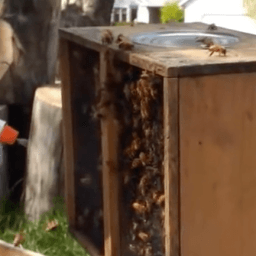 How to install package bees