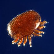 Adult Varroa mites are oval and brown