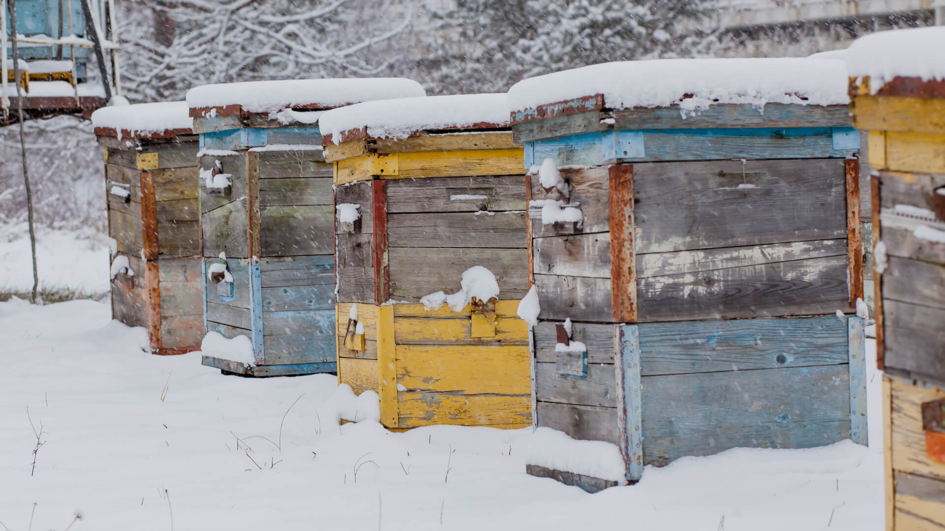 Зимовник для пчёл в снегу картинка. Снежный улей фото. Раздача меда зимой. Купить пчелосемьи в 2024 году