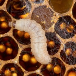 Honey Bee Pests: Waxworm on honeycomb banner