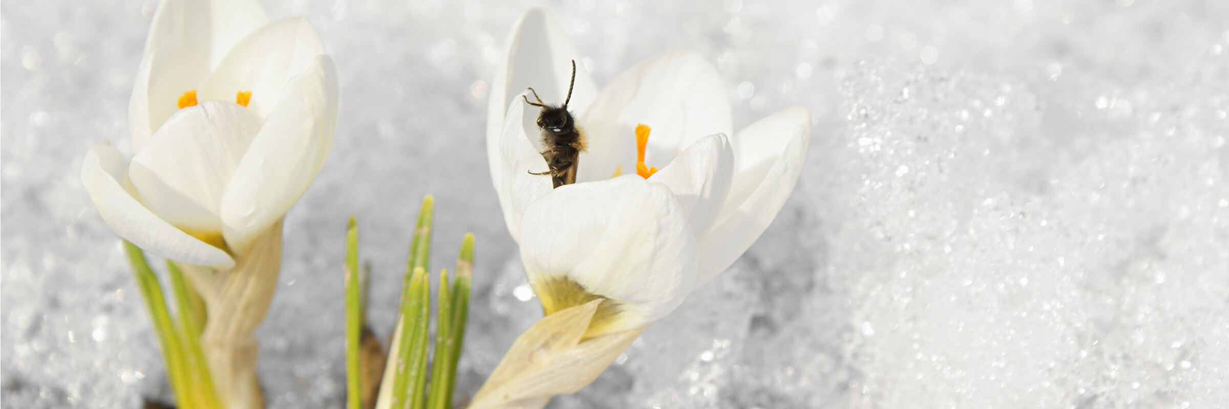 Bee visiting a crocus, one of the few flowers to bloom in early spring