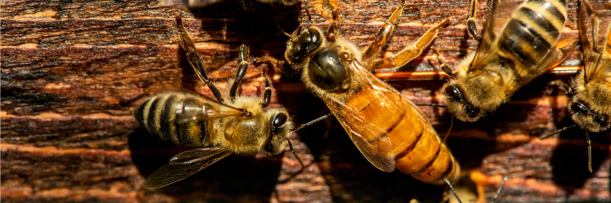 Queens and Workers showing differences in Honey Bee Biology