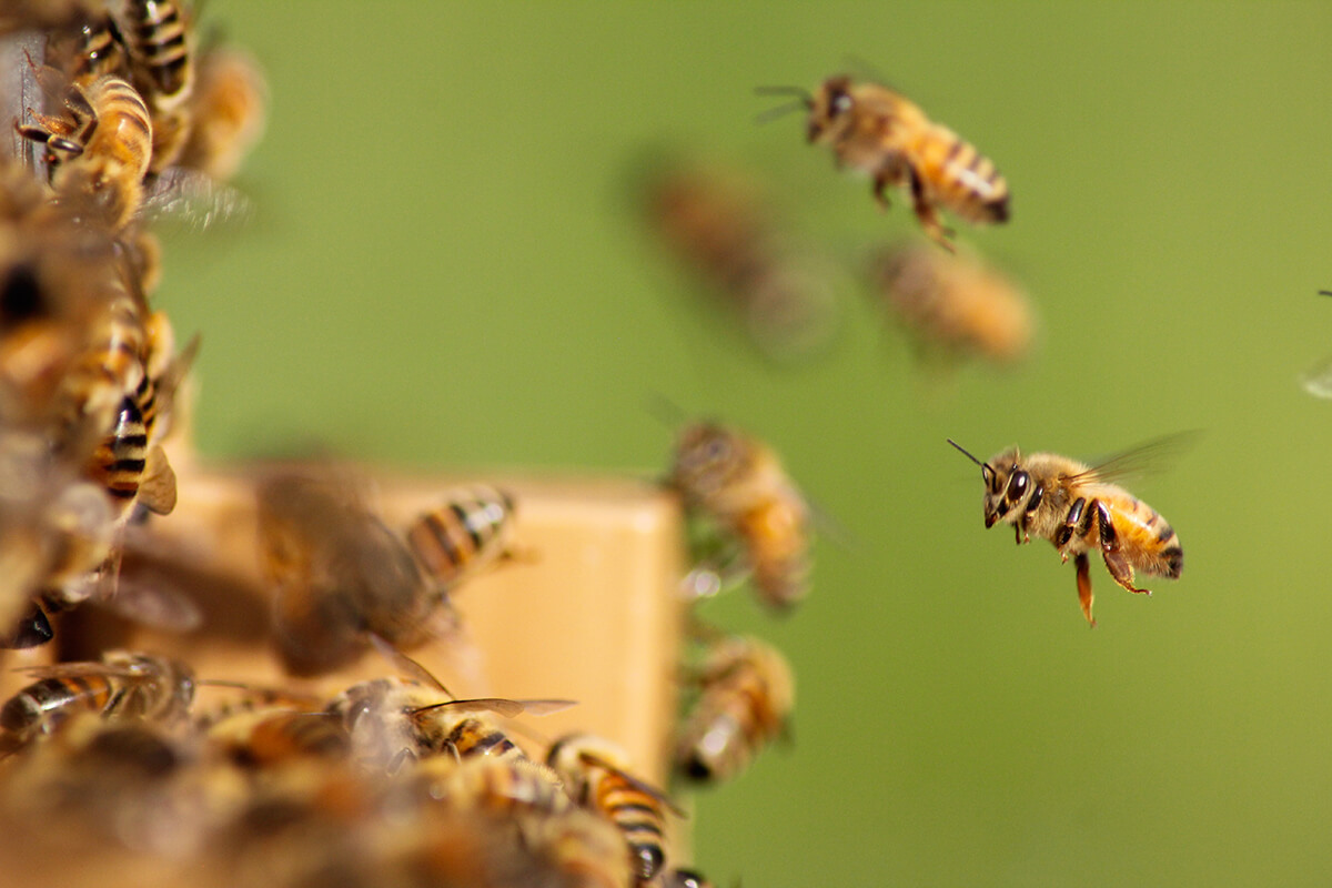 Bees using entrance on a bottom board, one of the components of a beehive