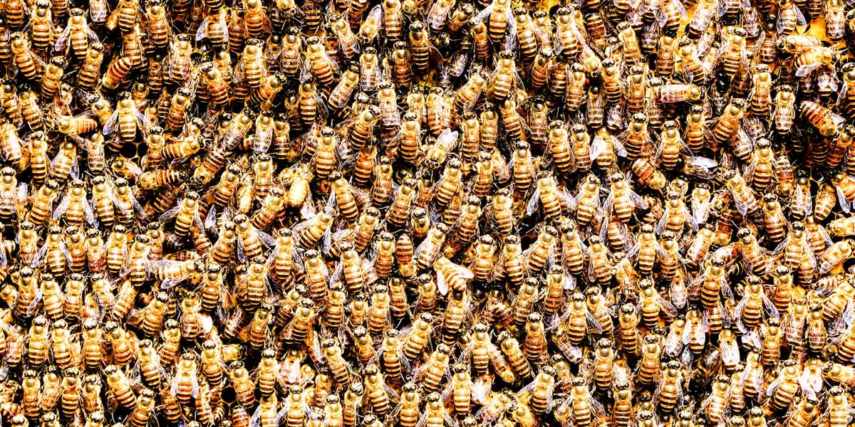 Honey bee colony raised using a beekeeper's calendar