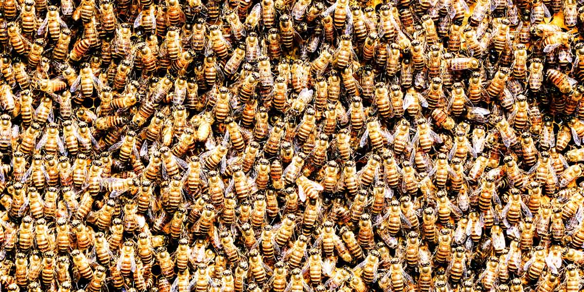 It's March: The Beekeepers' Busy Season