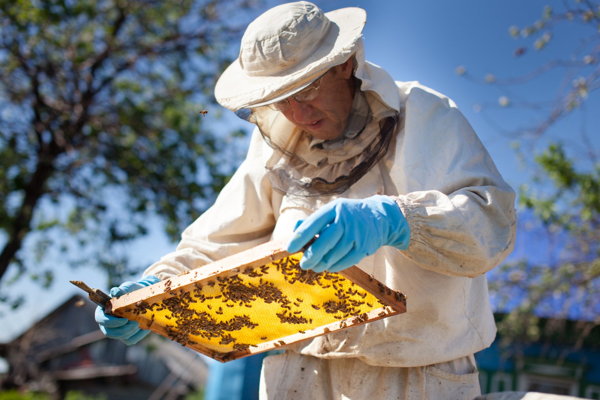 What You Need To Get Started Beekeeping