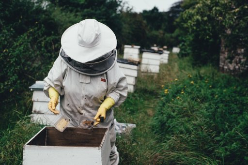 Top 10 mistakes a novice beekeeper makes - Ecocolmena