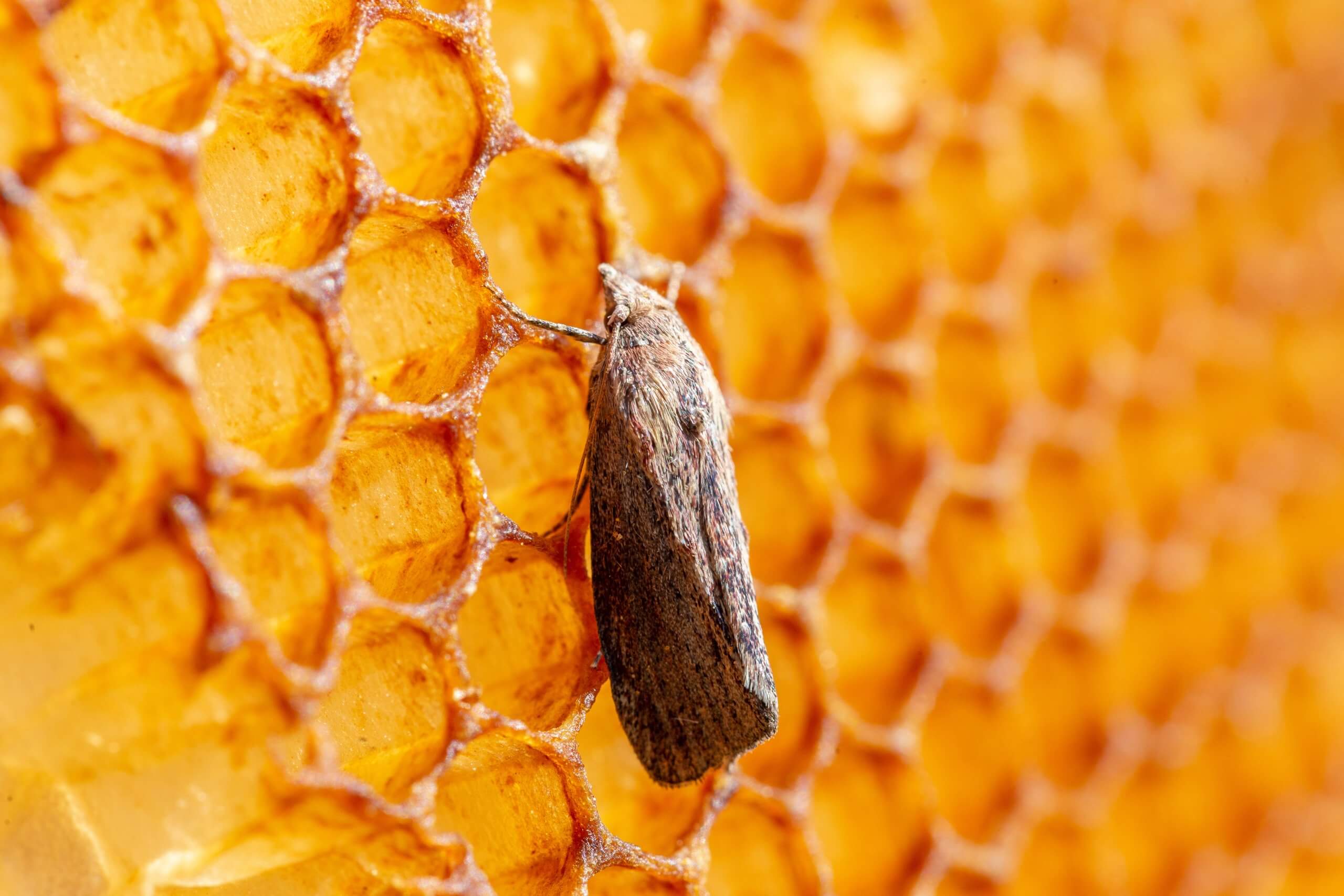 A Guide to Dealing with Wax Moths in Beekeeping
