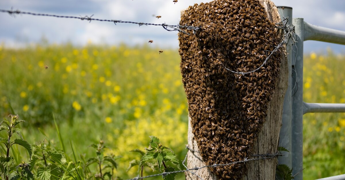 How To Identify and Manage Swarming Behavior in Your Hives