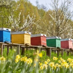 A row of colorful wooden beehives in a field of yellow flowers. There are flowering trees behind the hives.