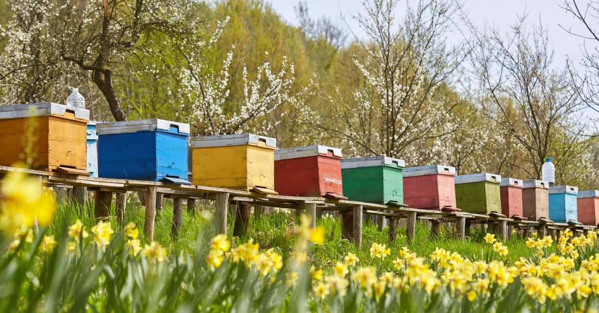 A row of colorful wooden beehives in a field of yellow flowers. There are flowering trees behind the hives.