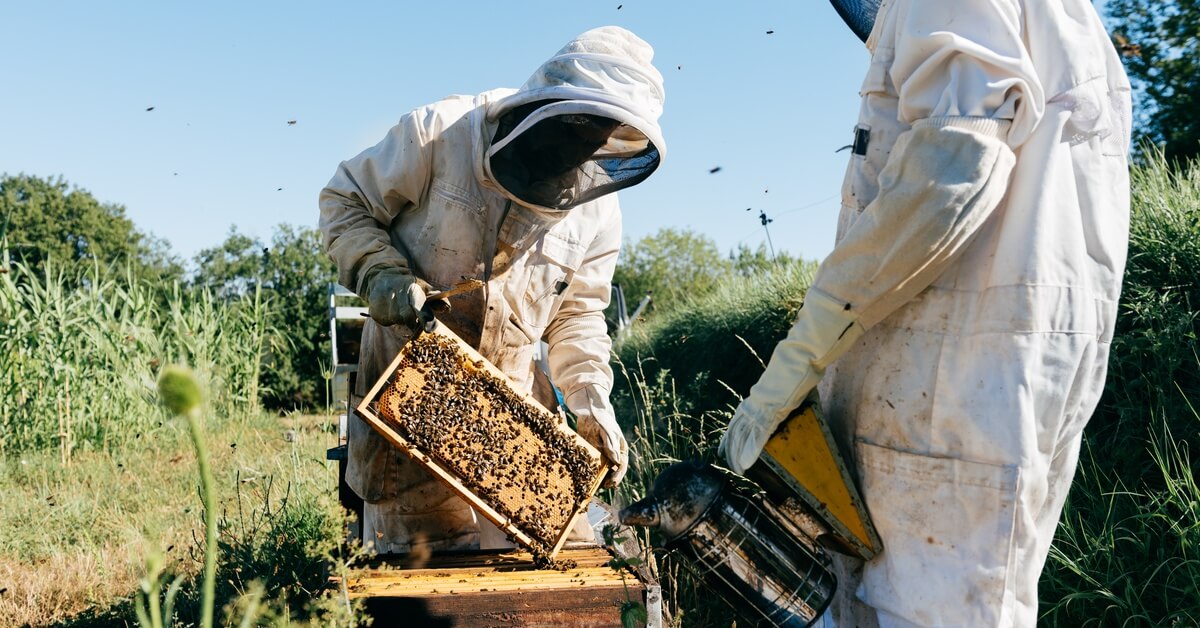 Two beekeepers in full protective gear working at a hive, with one holding a smoker and the other extracting a honeycomb.